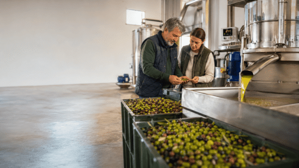 hacer aceite de oliva con aceitunas