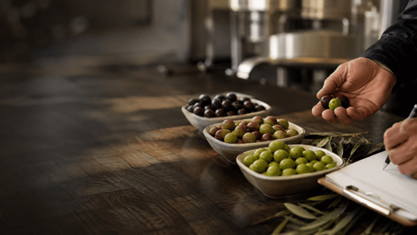 variedad de aceituna produce más aceite